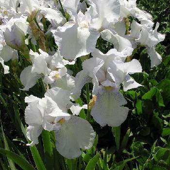 Ирис Iris Germanica ‘English Cottage’